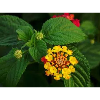 Fresh Arali Flowers 1a-arali flower-1793259-30909.webp